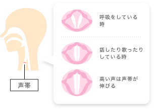 声帯のコントロールについて。呼吸している時、話したり歌ったりしいる時、高い声は声帯が伸びる